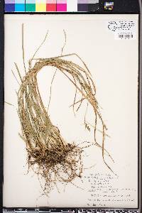 Carex gracilescens image