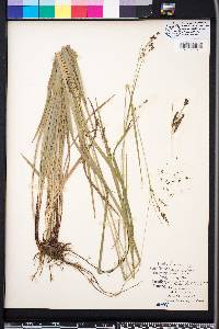 Carex oxylepis image