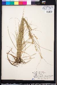 Carex retroflexa image