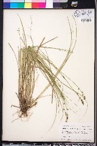 Carex seorsa image