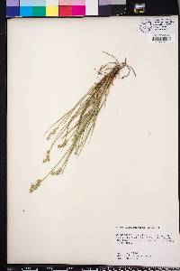 Carex albolutescens image