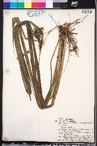 Carex gigantea image