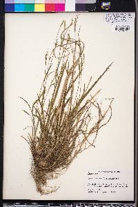 Carex purpurifera image