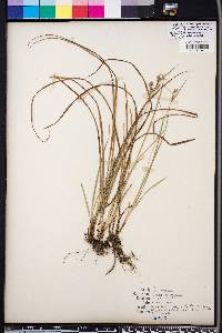 Carex dasycarpa image