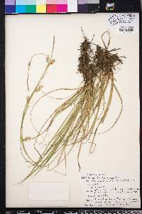 Carex cherokeensis image