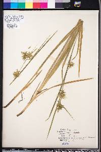 Carex folliculata image