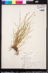 Carex leavenworthii image