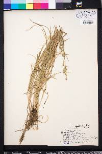 Carex albolutescens image