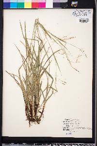 Carex oxylepis image
