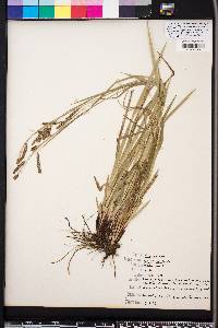 Carex oxylepis image