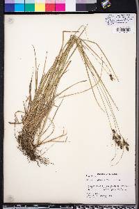 Carex complanata image