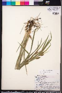 Carex flaccosperma image