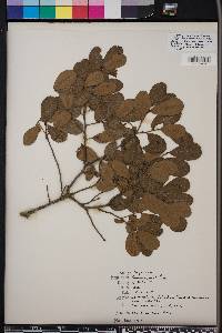 Quercus myrtifolia image