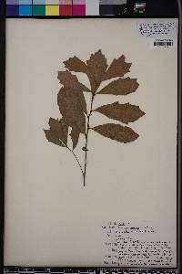 Quercus minima image