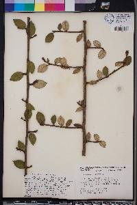 Elaeagnus pungens image