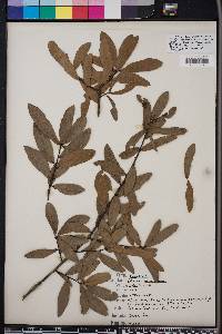 Quercus hemisphaerica image