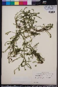 Elodea nuttallii image