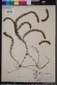 Hydrilla verticillata image