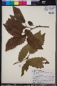 Quercus montana image