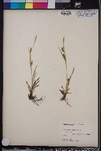 Carex microdonta image