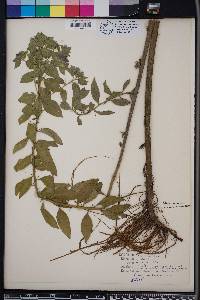 Hydrolea ovata image
