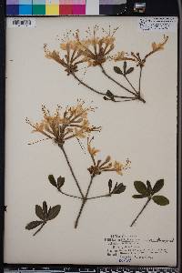 Rhododendron canescens image