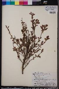 Vaccinium fuscatum image