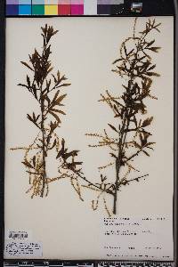Quercus hemisphaerica image