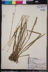 Eriocaulon decangulare image