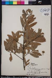 Quercus minima image