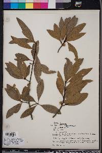 Quercus hemisphaerica image