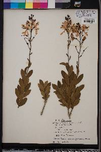 Bejaria racemosa image