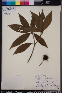 Illicium floridanum image