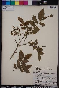 Vaccinium stamineum var. stamineum image