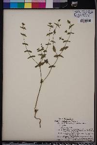 Euphorbia floridana image