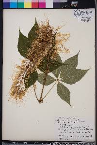 Aesculus parviflora image