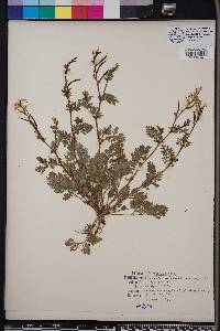 Corydalis micrantha image