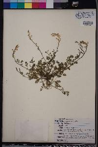 Corydalis micrantha image