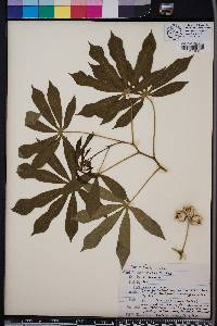 Jatropha integerrima image