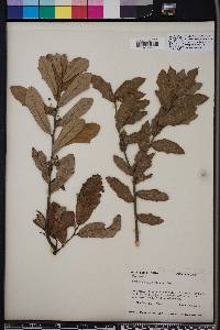 Quercus minima image