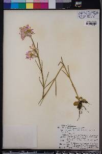 Sabatia gentianoides image