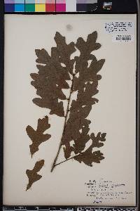 Quercus margarettae image