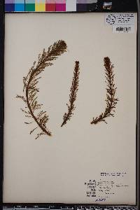 Myriophyllum aquaticum image