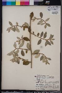 Elaeagnus pungens image