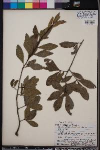 Quercus laurifolia image