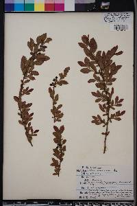 Vaccinium fuscatum image