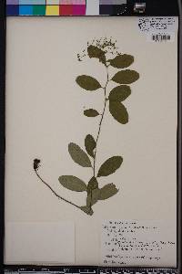 Euphorbia pubentissima image