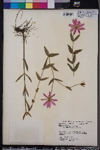 Sabatia dodecandra image