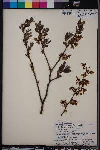 Vaccinium fuscatum image