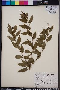 Ditrysinia fruticosa image